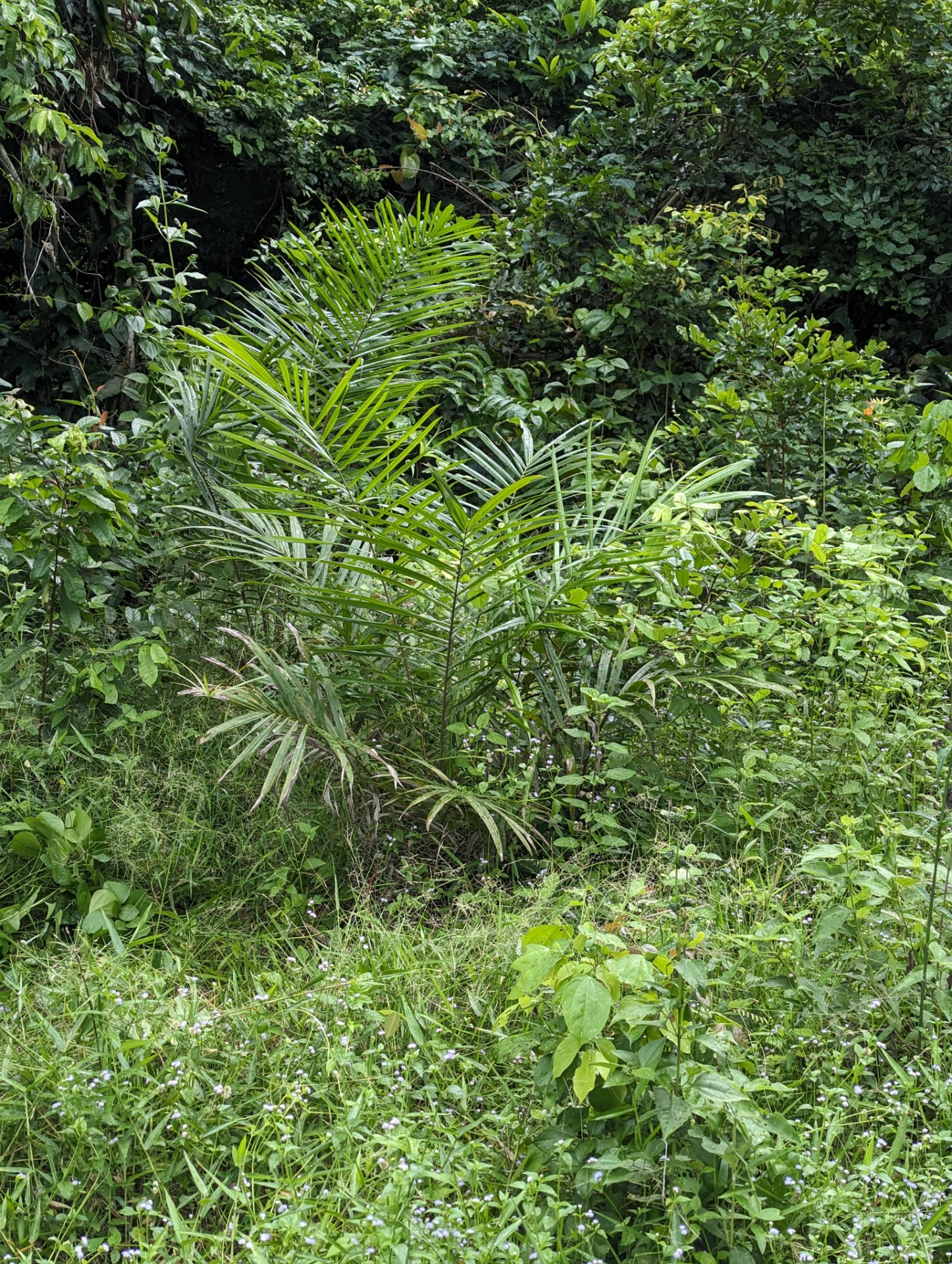 Agrocoop Cultivation Insepection.