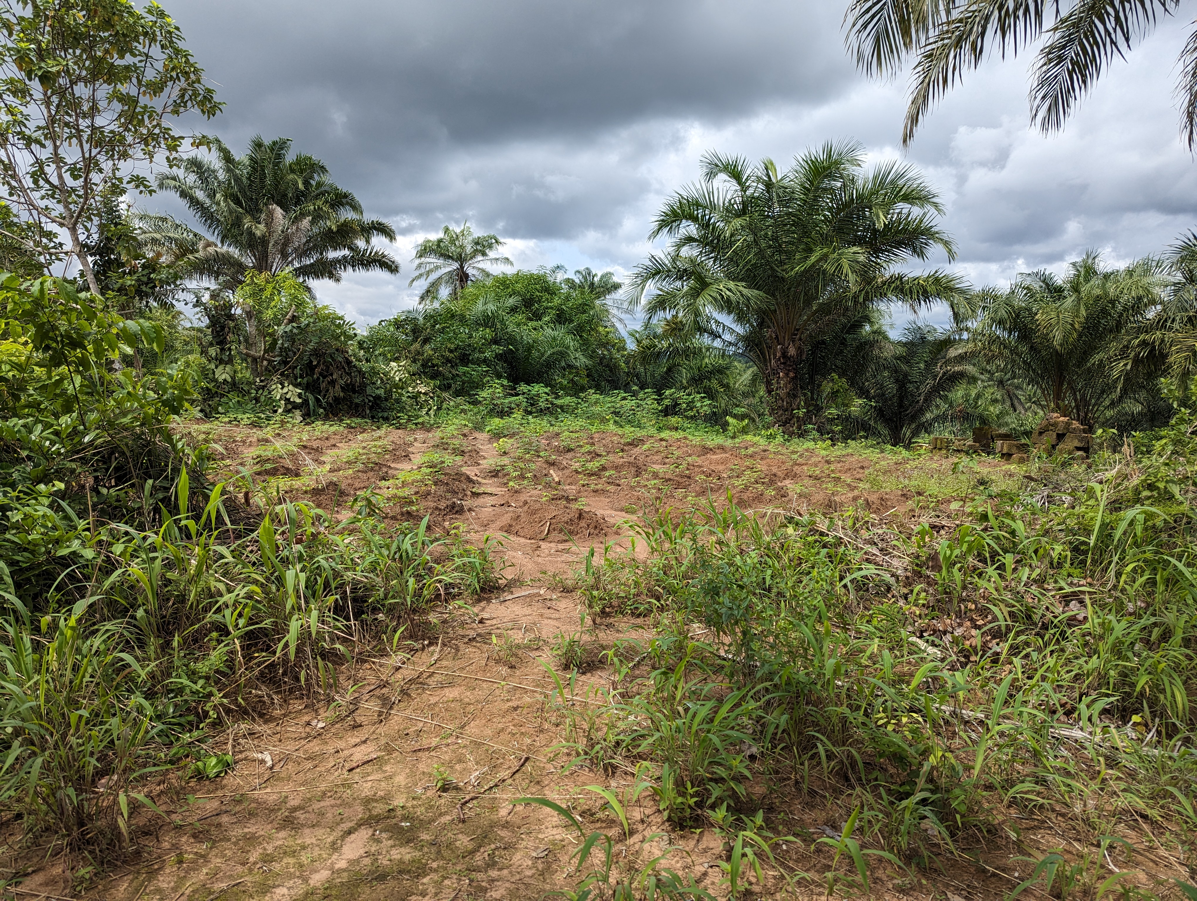 agrocoop forestry inspection