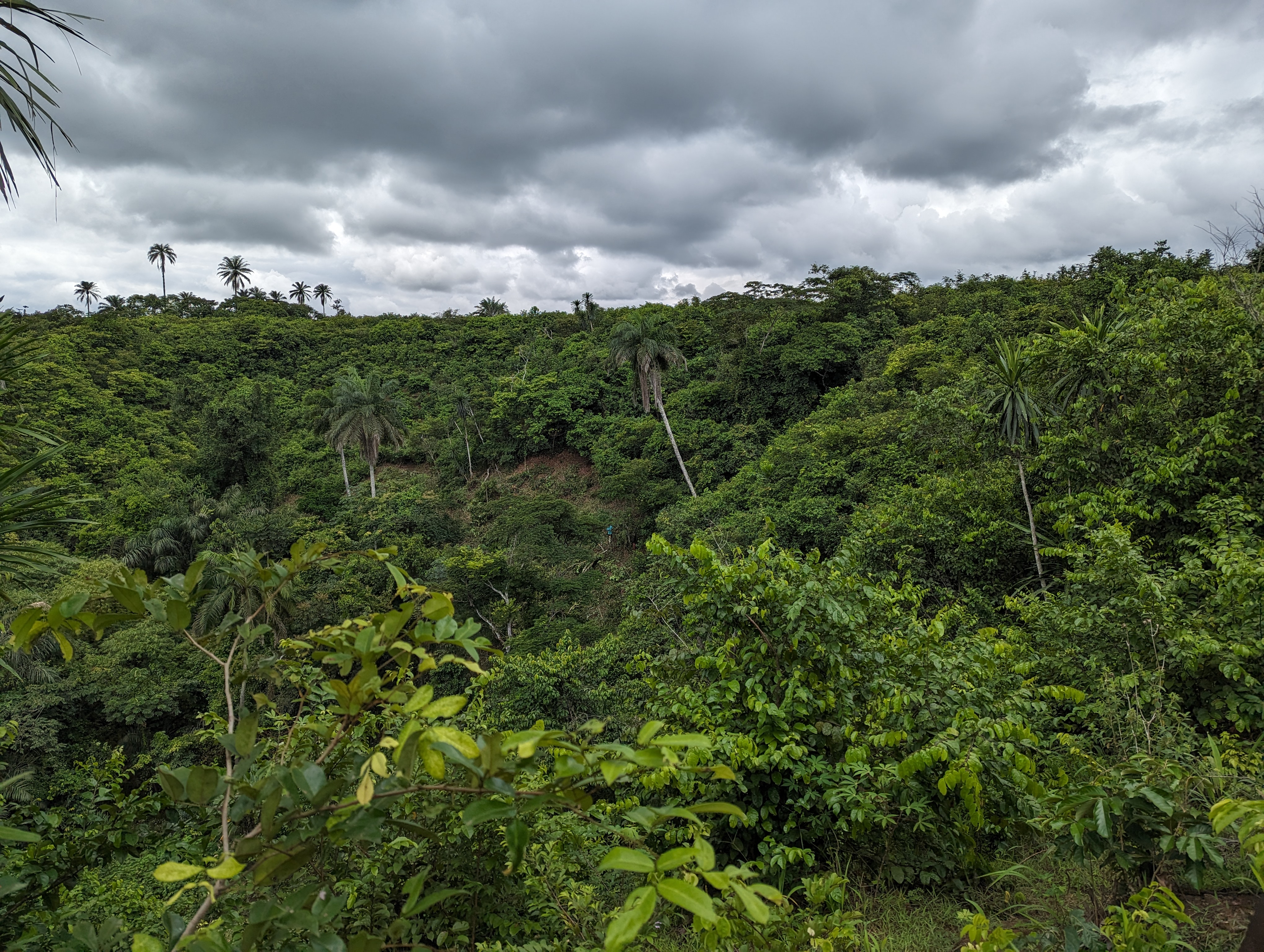 agrocoop forestry inspection