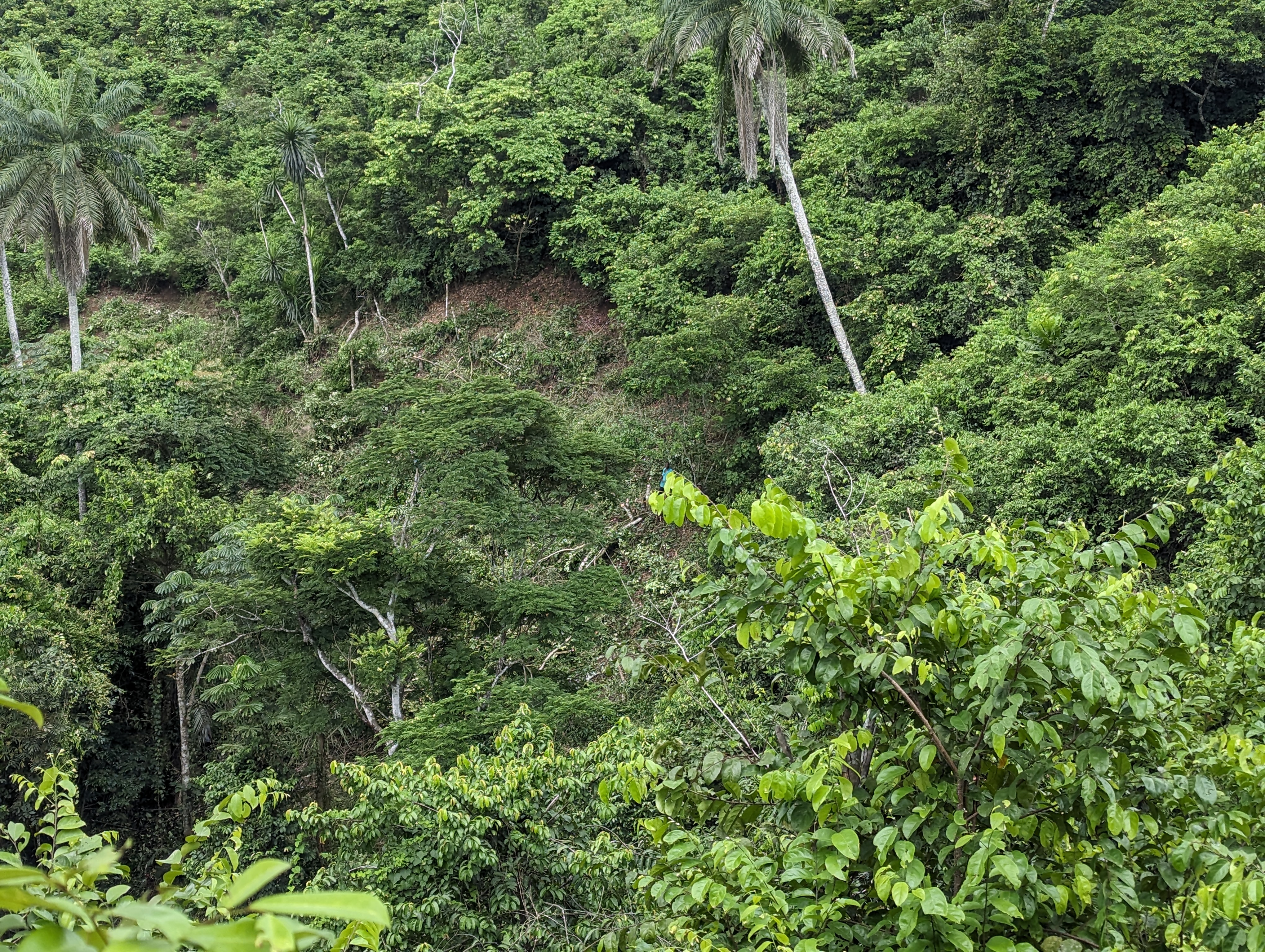 agrocoop forestry inspection