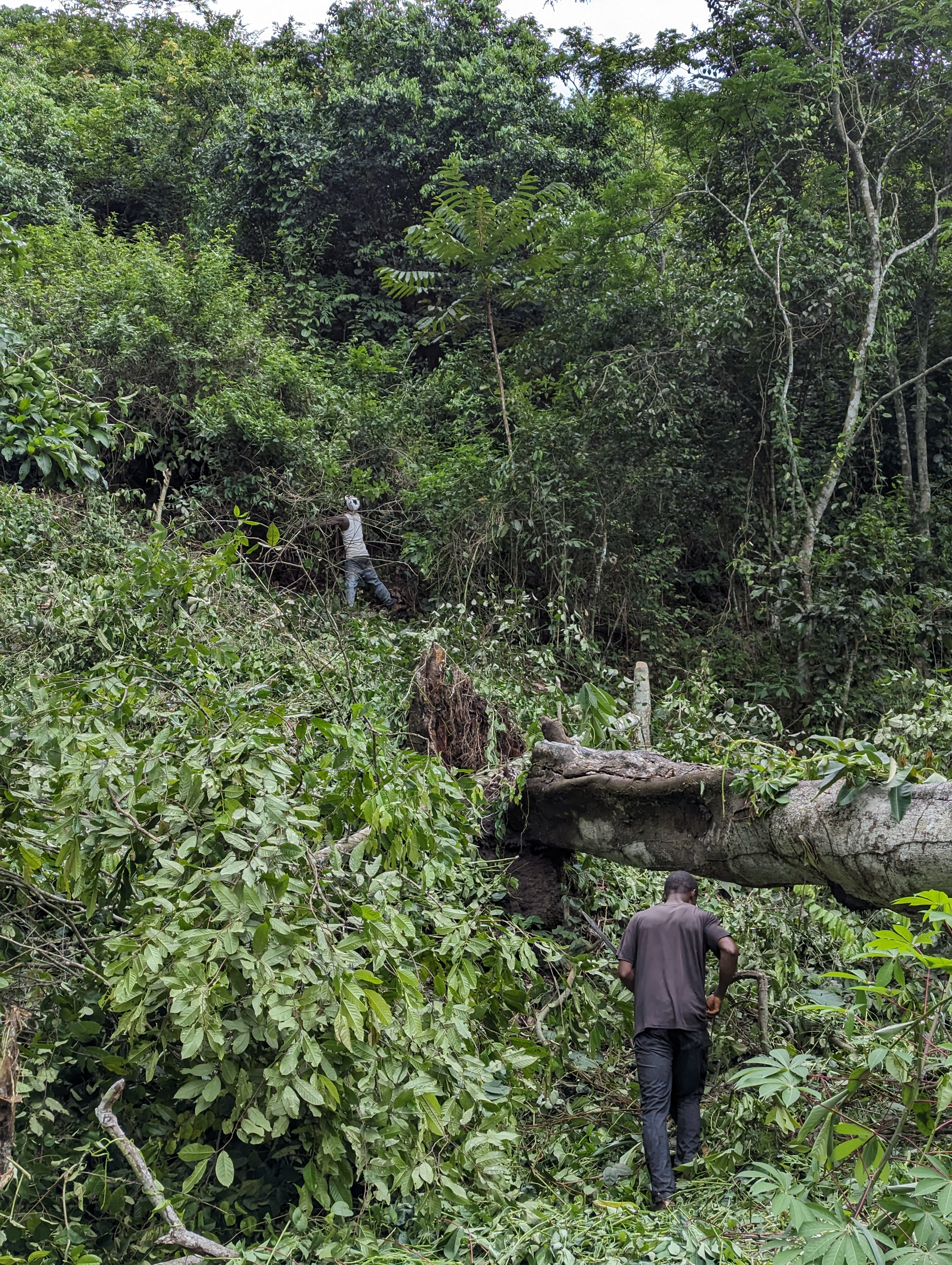 agrocoop forestry inspection
