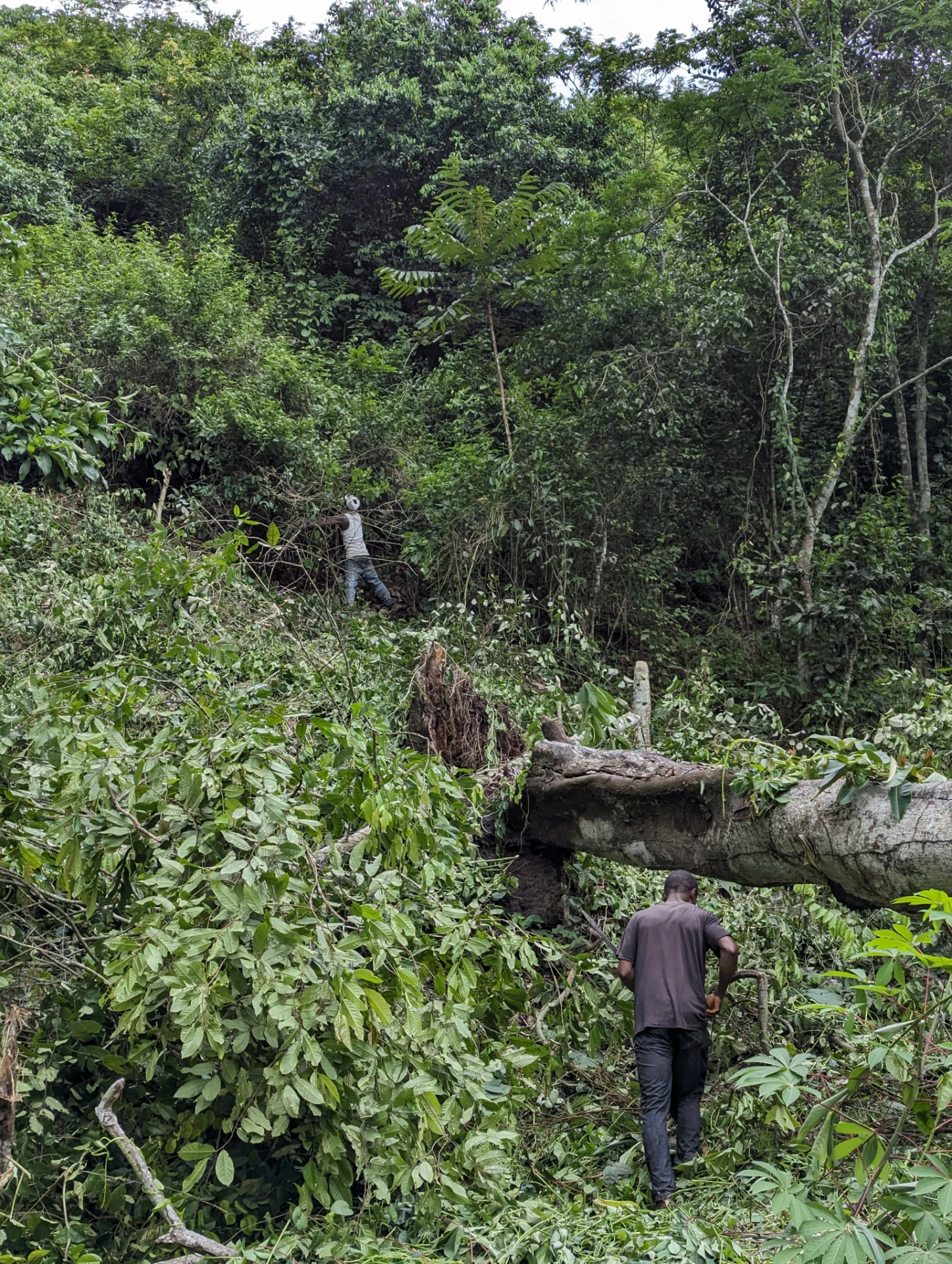 Agrocoop Cultivation Insepection.