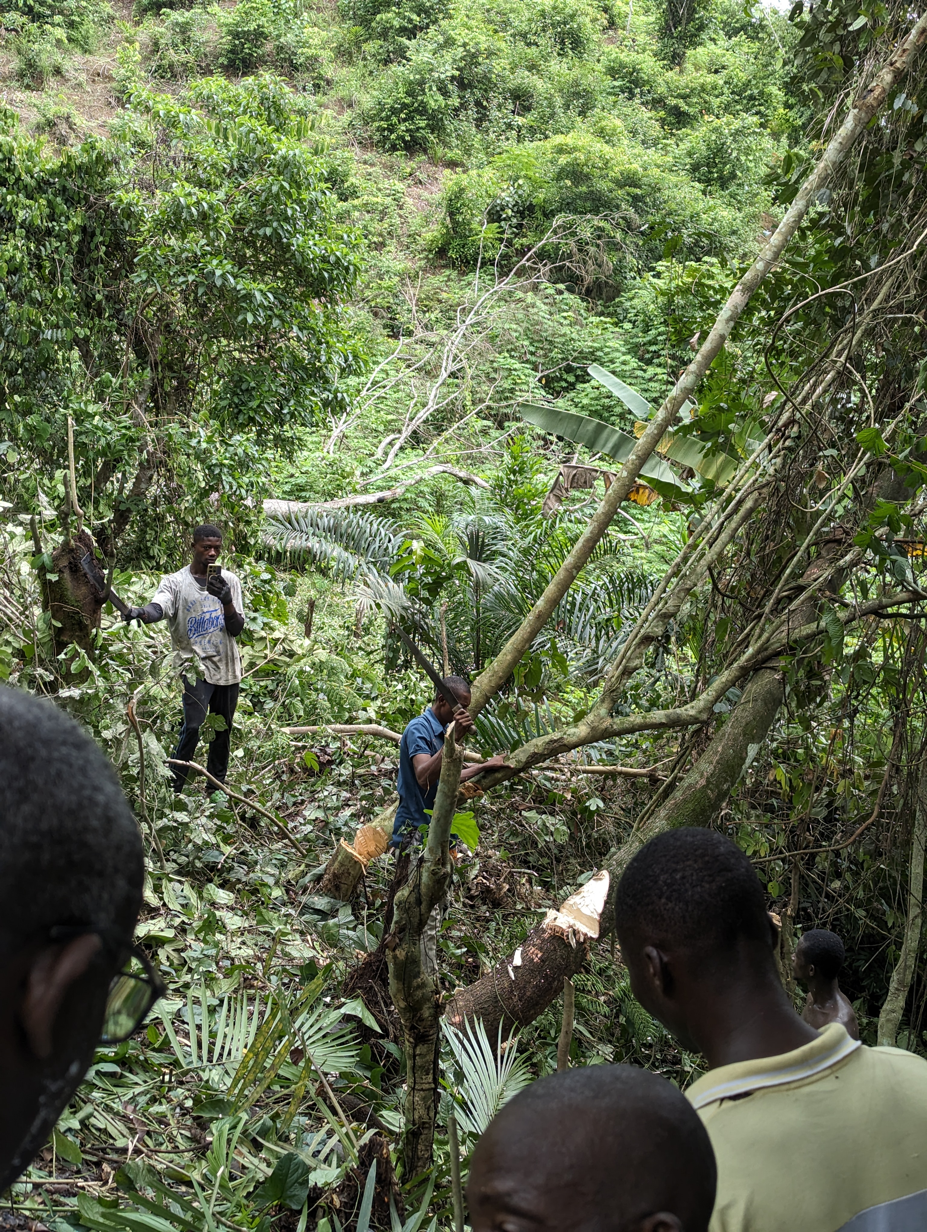 agrocoop forestry inspection